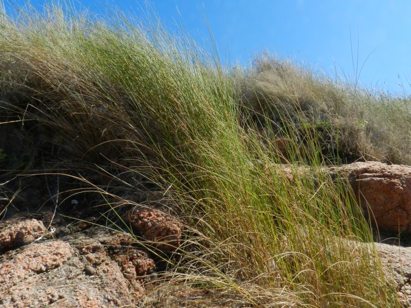 giunco da determinare